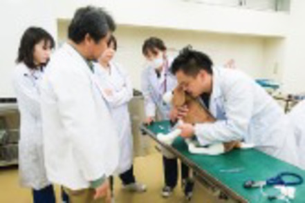 日本大学 犬のモデルを使用した内科学的検査を実施している様子。