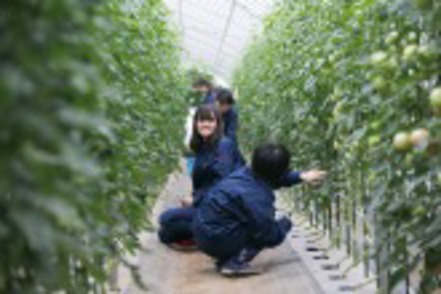 日本大学 植物の栽培技術や管理方法を体得する実習でトマトの剪定。