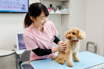 愛玩動物看護師として働く喜多さん